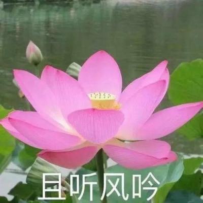 美人之美女卷珠帘手机游戏(暂未上线)v2.1.8 官方安卓版